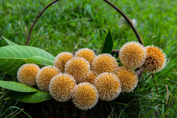 Exploring the Medicinal Benefits of the Cadamba Tree: Nature’s Pharmacy