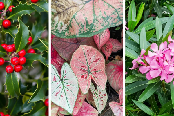 Beware of these Poisonous Plants: Protecting Yourself and Your Family