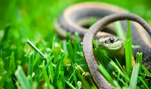 Snake-Friendly Plants for Your Garden: Creating a Welcoming Habitat