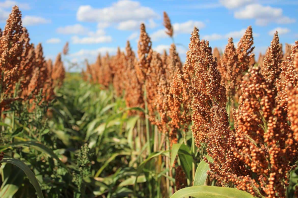 Sorghum: The Versatile Grain Taking the Culinary World by Storm