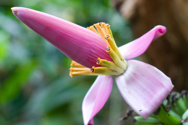 Banana Flower: The Hidden Gem in Asian Cuisine