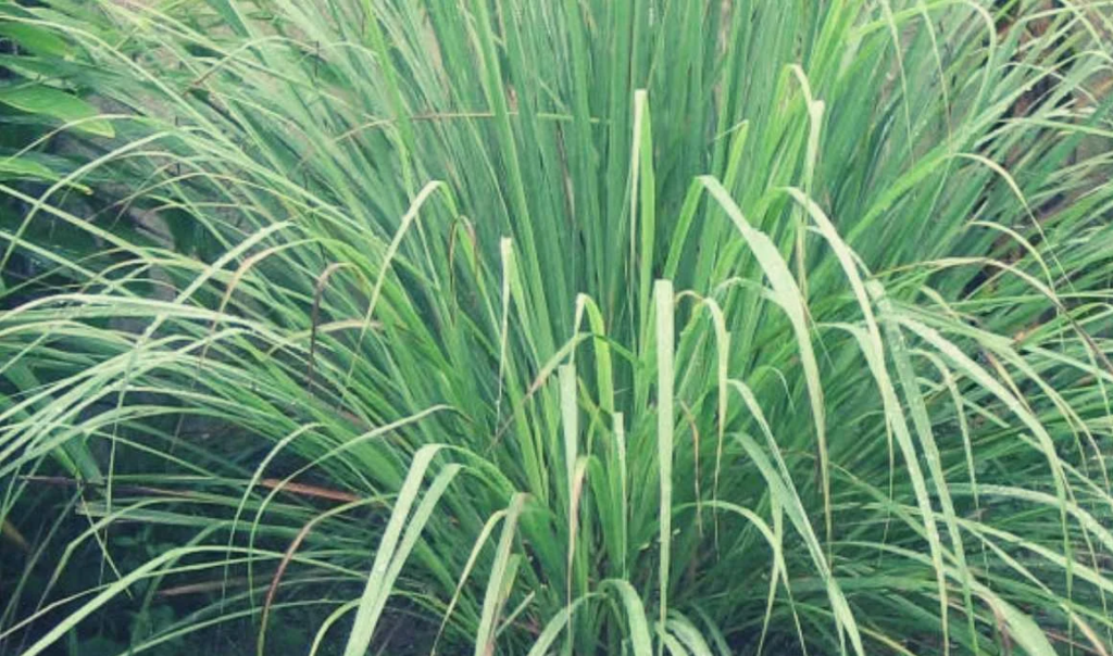 The Ultimate Guide to Using Citronella to Repel Mosquitoes AskMeAll