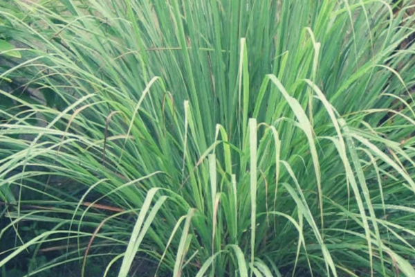 The Ultimate Guide to Using Citronella to Repel Mosquitoes