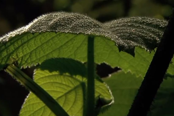 Gimpy Gimpy: The Most Infamous Stinging Plant in the World