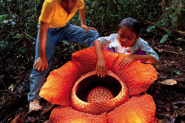 Exploring the World’s Largest Flower: All About Rafflesia