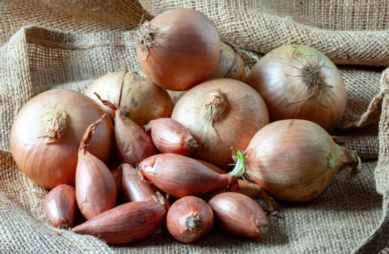 Shallots vs. Onions Understanding the Differences and Benefits AskMeAll
