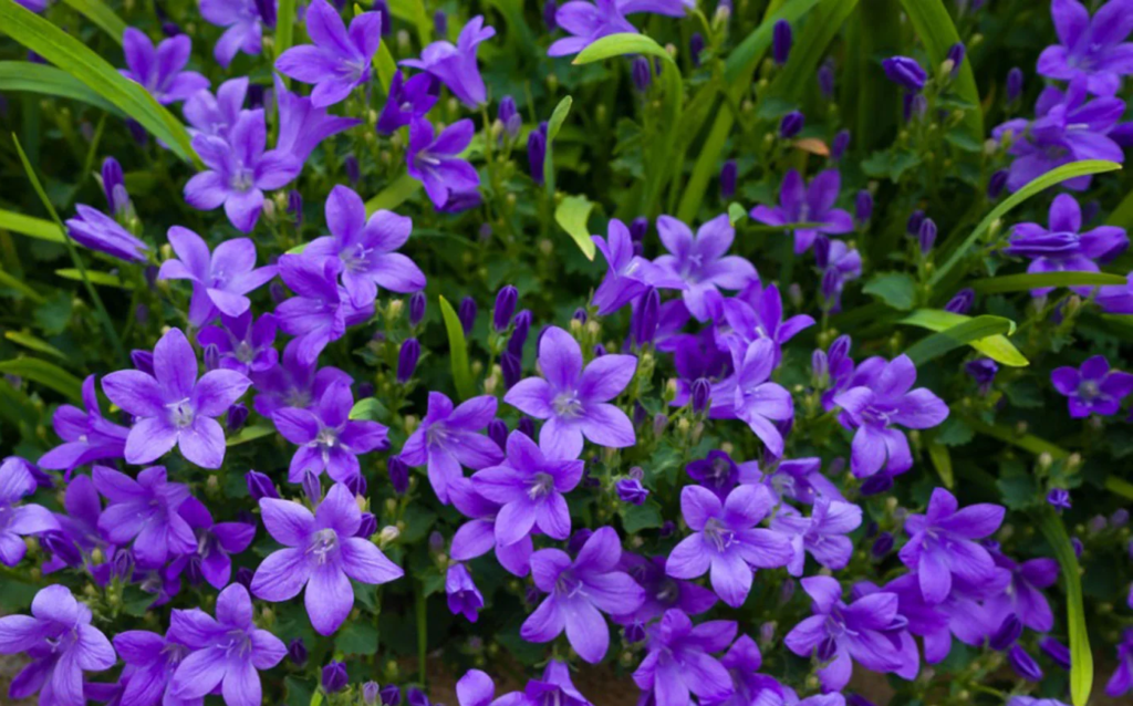 Why Bellflower Tea is Your Secret Weapon for Boosting Immunity