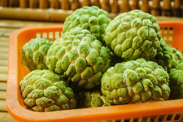 Health Benefits of Cherimoya: Boost Your Well-Being Naturally Health Benefits of Cherimoya Boost Your Well-Being Naturally