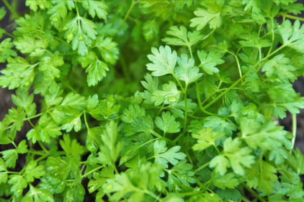 Exploring the Health Benefits of Chervil: A Nutrient-Rich Herb Exploring the Health Benefits of Chervil A Nutrient-Rich Herb