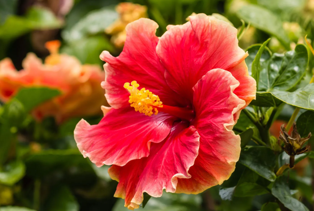 From Tea to Haircare Chinese Hibiscus in Natural Remedies