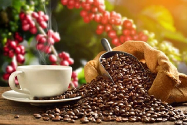 Brewing Excellence: Exploring the Top Coffee Producing State of India