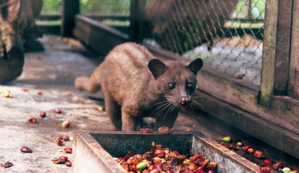 The Science Behind Coffee Luwak: Understanding the Digestive Process The Science Behind Coffee Luwak Understanding the Digestive Process