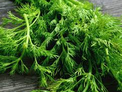 Dill as a Natural Remedy: Harnessing its Medicinal Properties Dill as a Natural Remedy: Harnessing its Medicinal Properties
