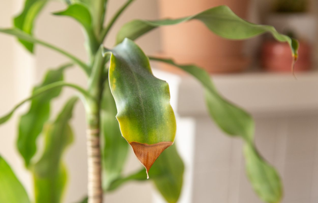 The Top 5 Reasons Your Houseplants Are Developing Brown Tips