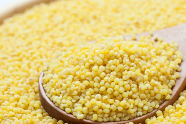 Kodo Millet: A Gluten-Free Alternative for Celiac Disease and Gluten Sensitivity Kodo Millet A Gluten-Free Alternative for Celiac Disease and Gluten Sensitivity