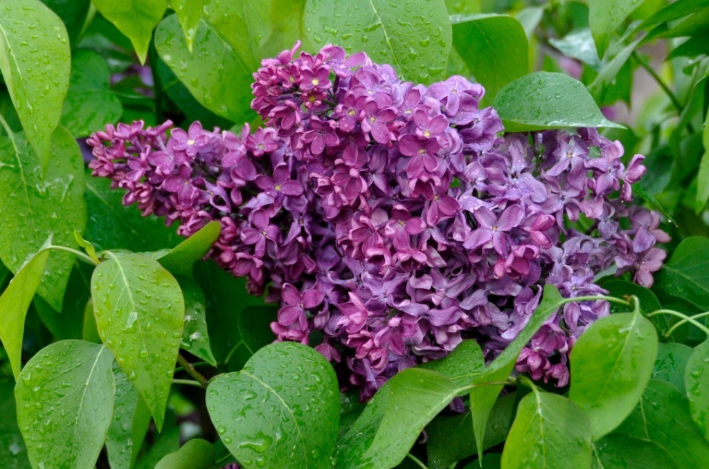The Surprising Benefits of Lilac Leaves for Your Health