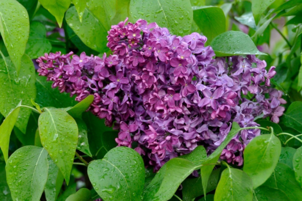 The Surprising Benefits of Lilac Leaves for Your Health The Surprising Benefits of Lilac Leaves for Your Health