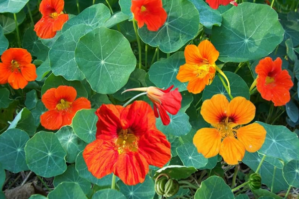 Nasturtium Herbs: Benefits and Medicinal Uses Nasturtium Herbs Benefits and Medicinal Uses