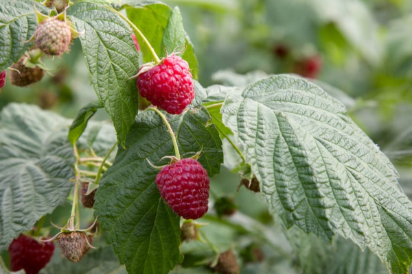 How Raspberry Leaf Tea Can Support Women's Health