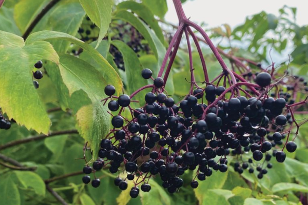 Elderberry Fruit: Nature’s Powerful Immune Booster Elderberry Fruit Nature's Powerful Immune Booster