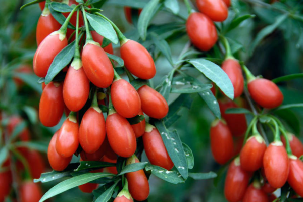 Goji Fruit: A Natural Anti-Aging Wonder for Youthful Skin Goji Fruit A Natural Anti-Aging Wonder for Youthful Skin