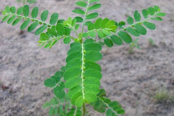 10 Top Medicinal Uses and Benefits of Keelanelli 10 Top Medicinal Uses and Benefits of Keelanelli