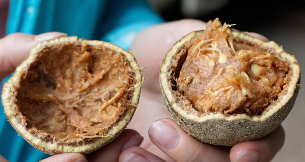 Wood Apple: A Natural Remedy for Digestive Issues