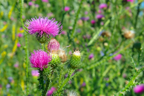 Milk Thistle Understanding Its Role in Liver Health Milk Thistle Understanding Its Role in Liver Health