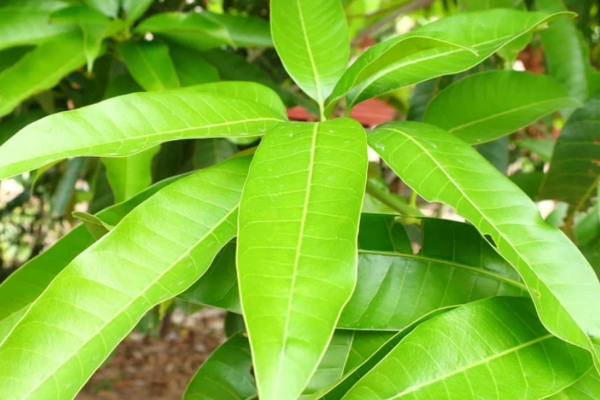 7 Amazing Benefits And Uses Of Mango Leaves  7 Amazing Benefits And Uses Of Mango Leaves
