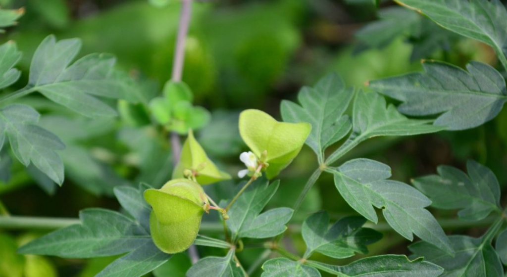 7 Top Benefits & Uses of Mudakathan Keerai