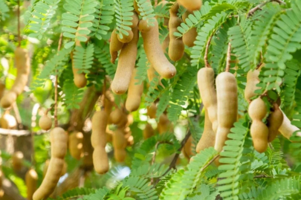 10 Amazing Health Benefits Of Tamarind Leaves